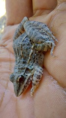 Leptodactylus fuscus