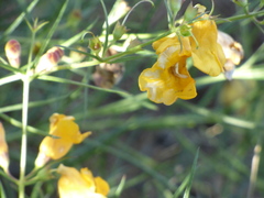 Brachystigma wrightii