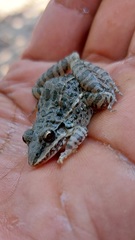 Leptodactylus fuscus