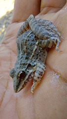 Leptodactylus fuscus