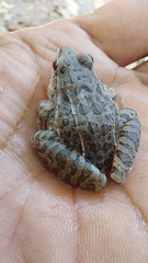 Leptodactylus fuscus