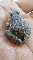 Leptodactylus fuscus