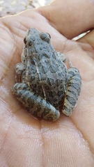 Leptodactylus fuscus