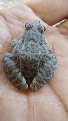 Leptodactylus fuscus