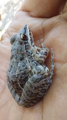 Leptodactylus fuscus