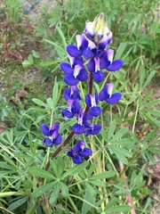 Lupinus nanus