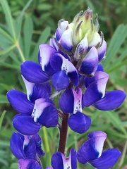 Lupinus nanus