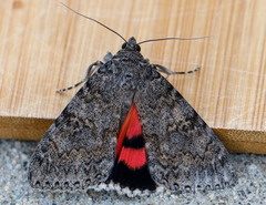 Catocala californica