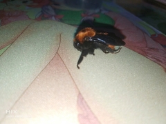 Bombus atripes