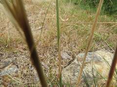Austrostipa mollis