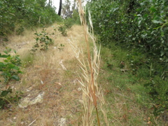 Austrostipa mollis