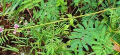 Mimosa diplotricha