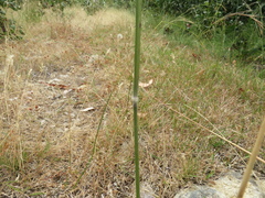 Austrostipa mollis