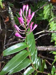 Epidendrum aberrans
