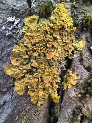 Xanthoria parietina
