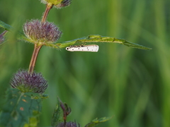 Myelois circumvoluta
