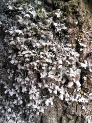 Physcia adscendens