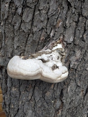 Fomes fomentarius