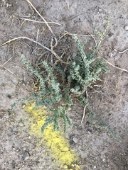 Halogeton glomeratus