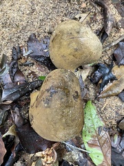 Pterygota brasiliensis