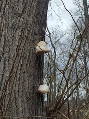 Fomes fomentarius