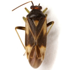 Orthotylus ornatus