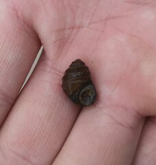 Parafossarulus eximius