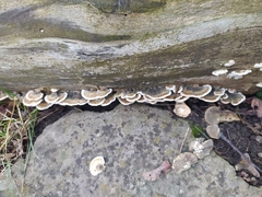 Trametes versicolor