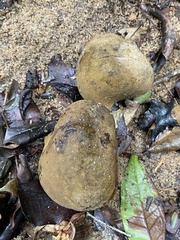 Pterygota brasiliensis