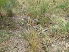 Polypogon monspeliensis