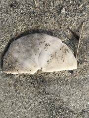 Echinarachnius parma