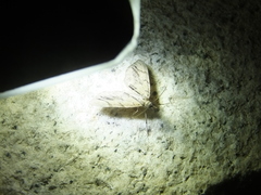 Lobophorodes obscuraria