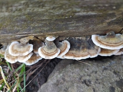 Trametes versicolor
