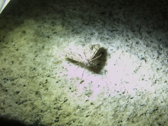 Lobophorodes obscuraria