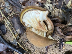 Pterygota brasiliensis