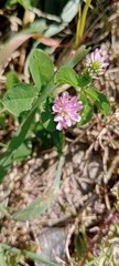 Trifolium resupinatum