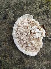 Trametes versicolor