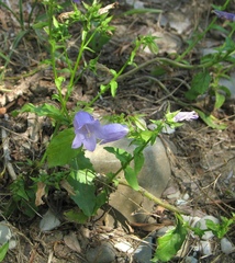 Campanula