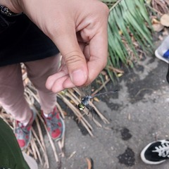 Agrionoptera insignis