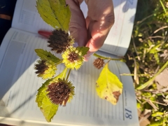 Hyptis capitata