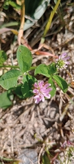 Trifolium resupinatum
