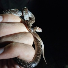 Lycodon capucinus