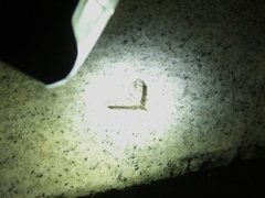 Lobophorodes obscuraria