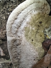 Trametes gibbosa