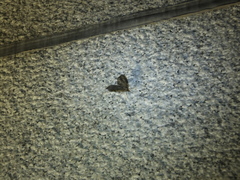 Lobophorodes obscuraria