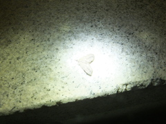 Lobophorodes obscuraria