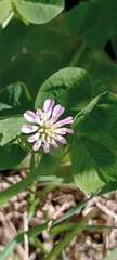 Trifolium resupinatum