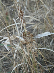 Anthoxanthum glabrum