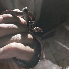 Lycodon capucinus
