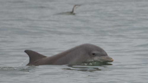 Tamanend's Bottlenose Dolphin photographed in Maryland